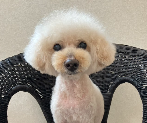 リラックスしたモコくんの写真